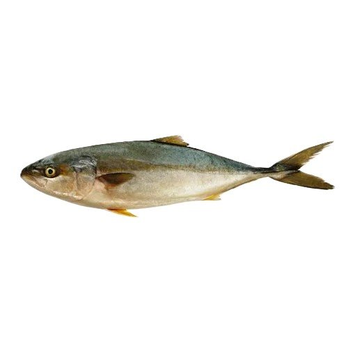 Saafi (Amberjack)