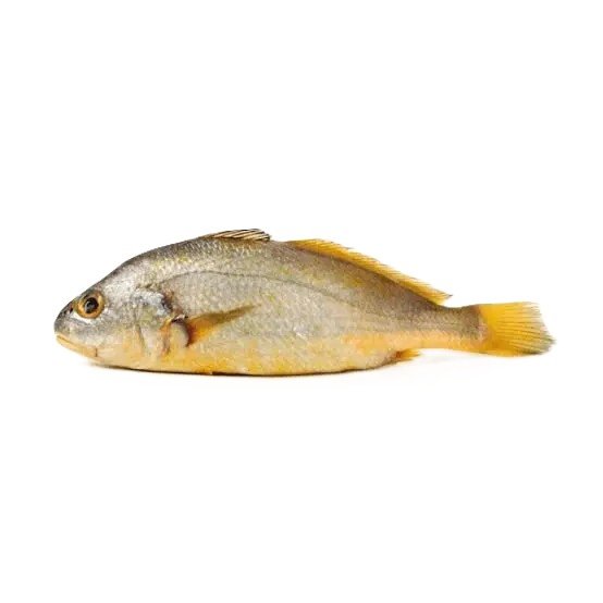 Goli Mushka (Bengal Corvina)