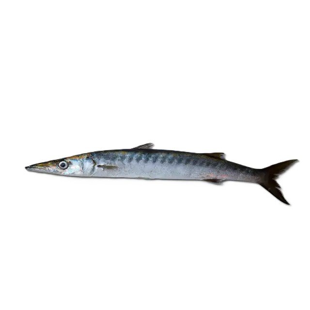 Kala Kund (Black Barracuda)