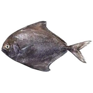 Kala Paplet (Black Pomfret)