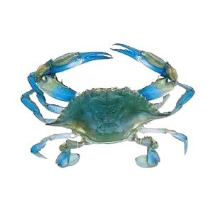 Blue Crab