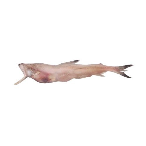 Bombil (Bombay Duck)
