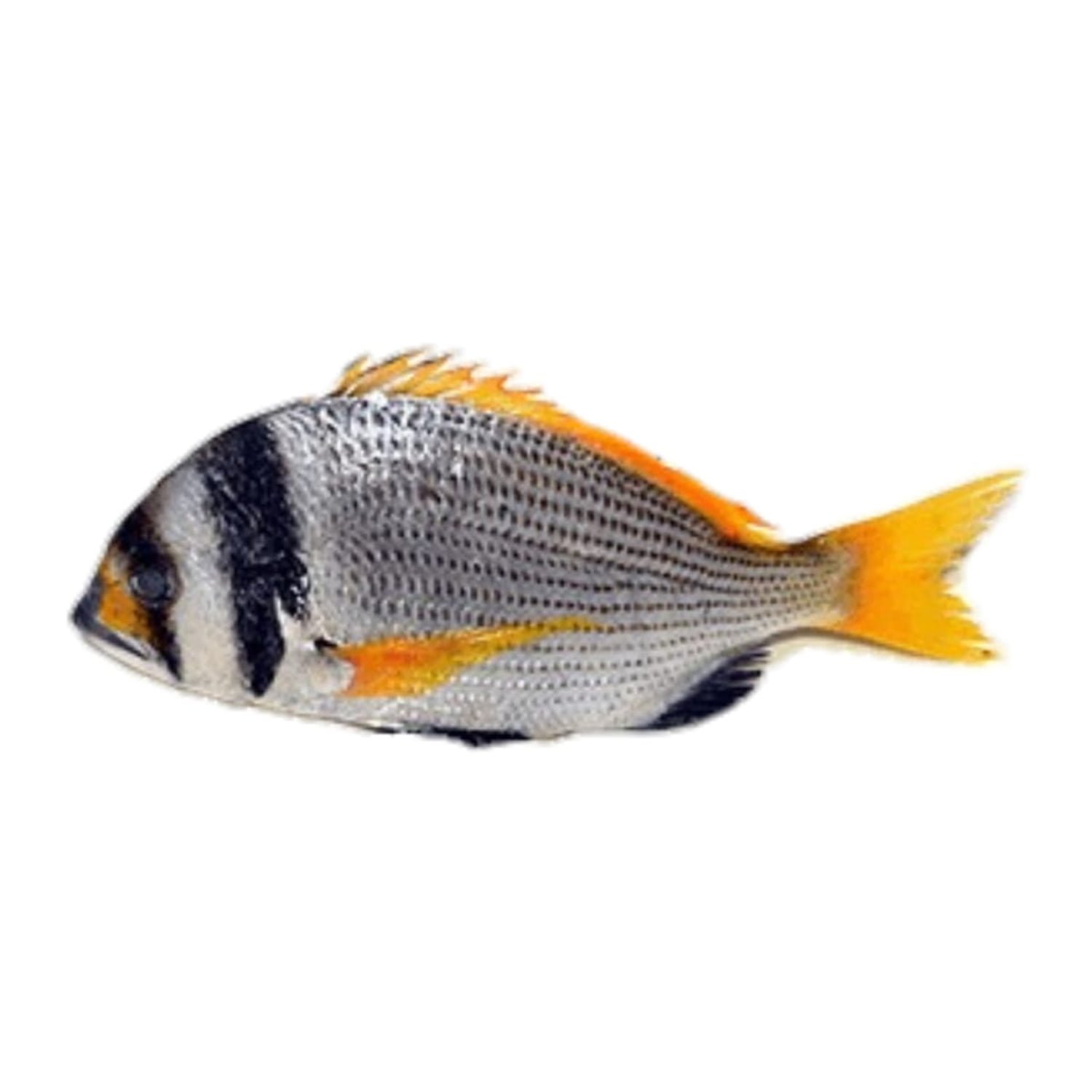 Captain (Bridled Bream)