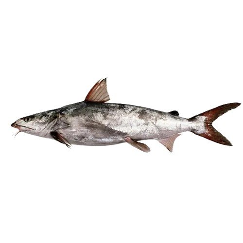 Khagga (Cat Fish)