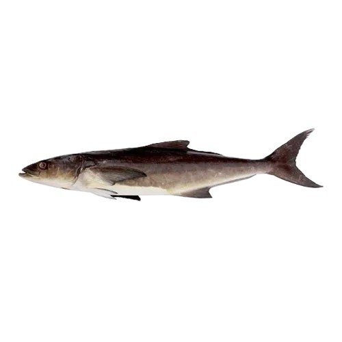 Sangra (Cobia)
