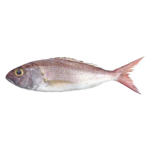 Khopra (Crimson Jobfish)
