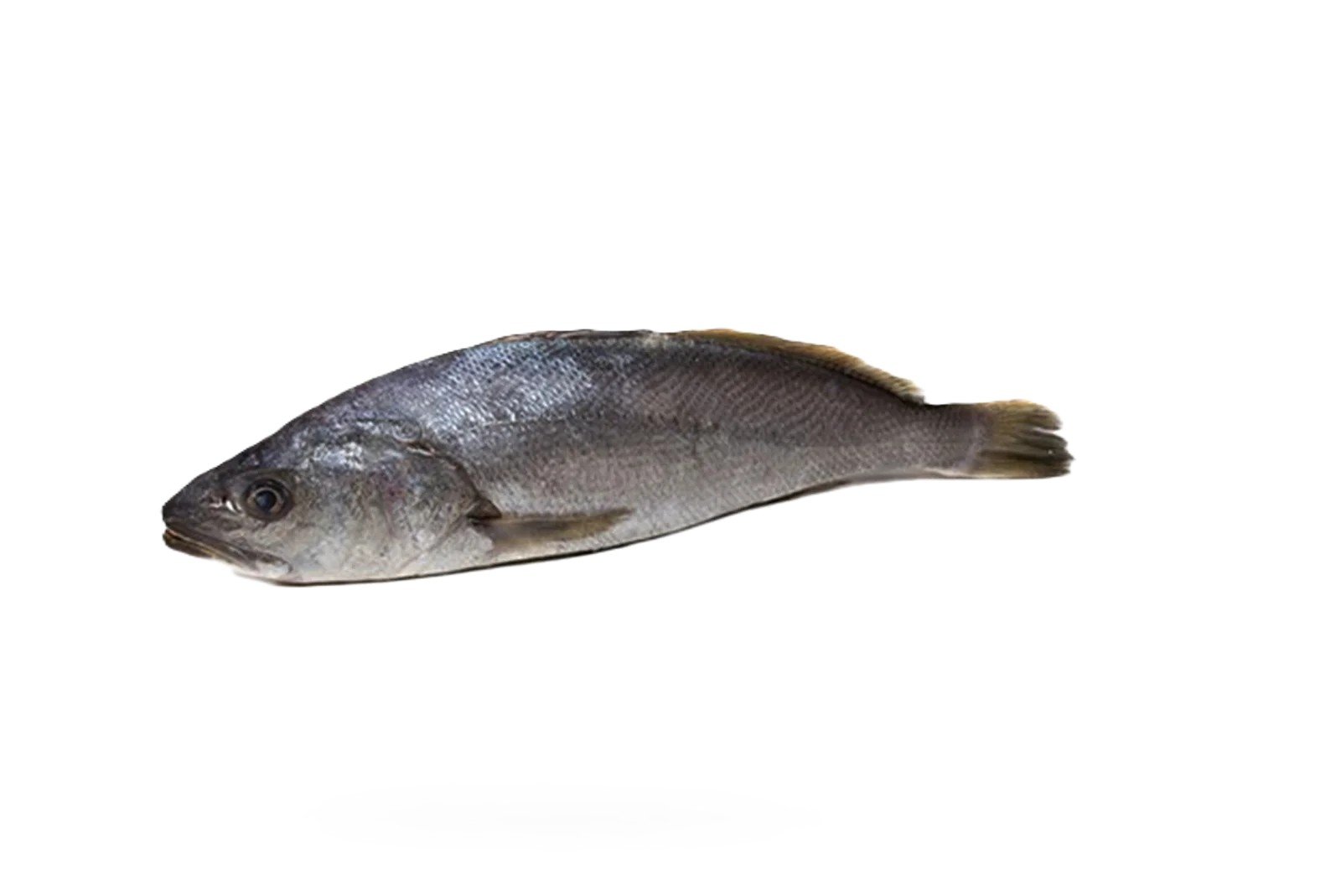 Mushka (Croaker)