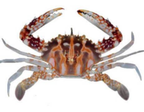 Crucifix Crab