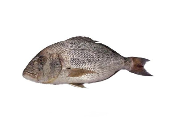 Daathi (Dentex)
