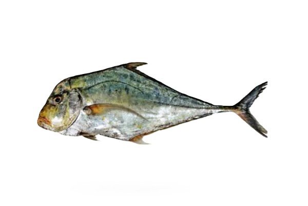 Pattal (Diamond Trevally)