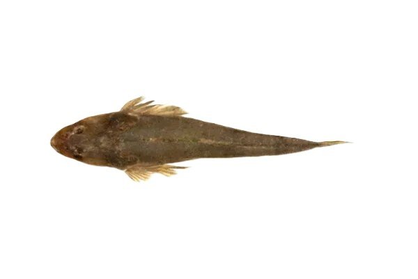 Kukkar (Flathead)