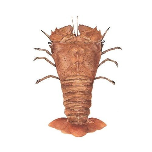 Flathead Lobster