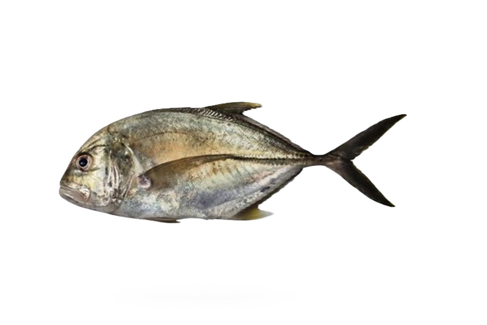 Patal (Giant Trevally)