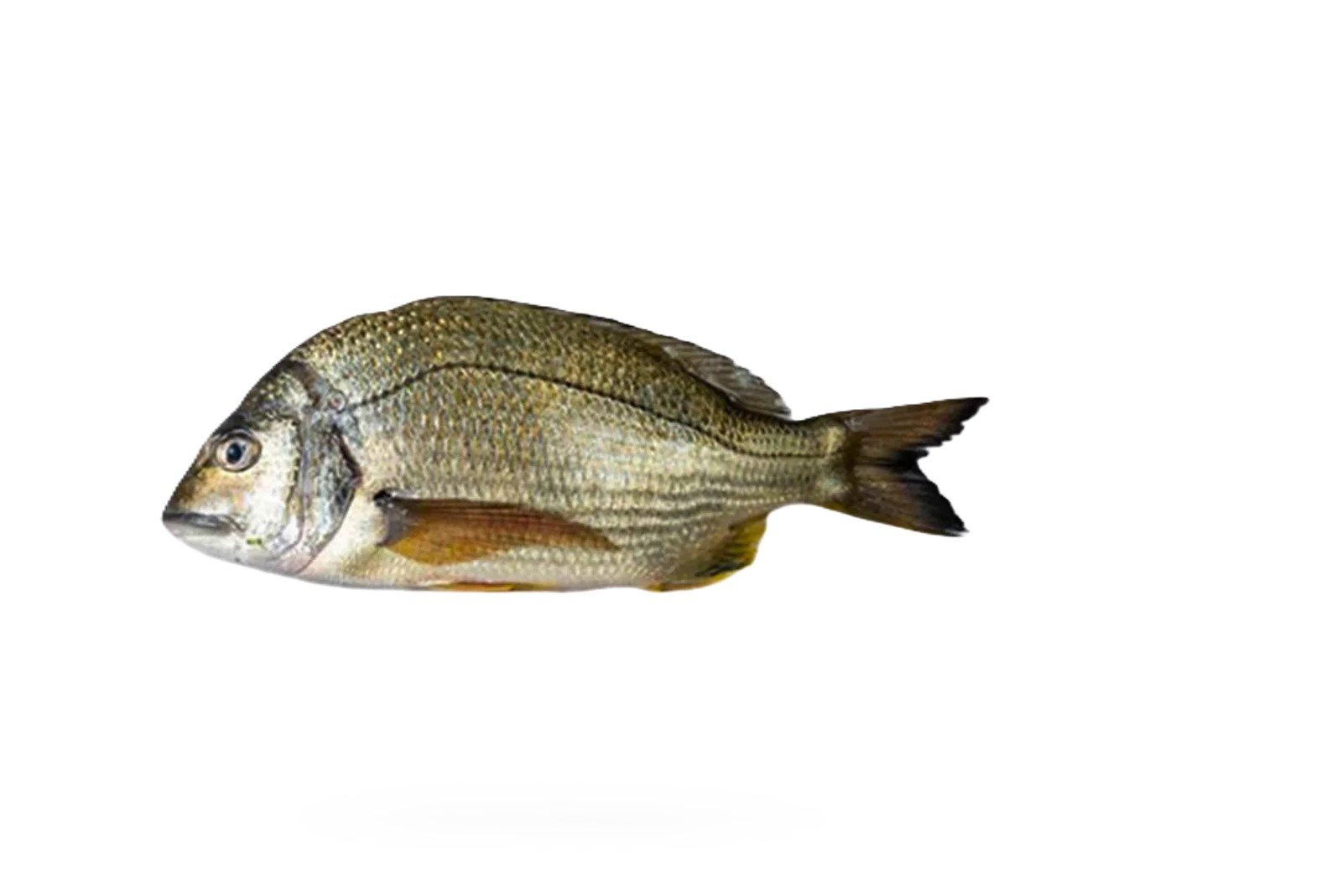 Kapartan (Goldline Bream)