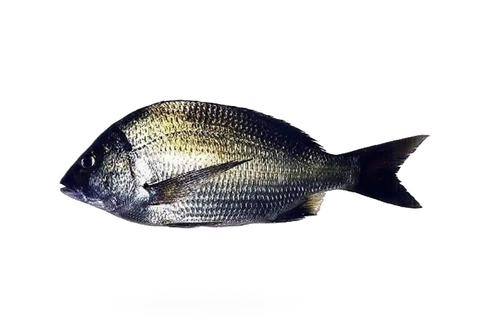 Kala Dandia (Goldsilk Bream)