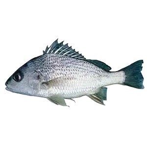 Dother Fish (Grunter Fish)