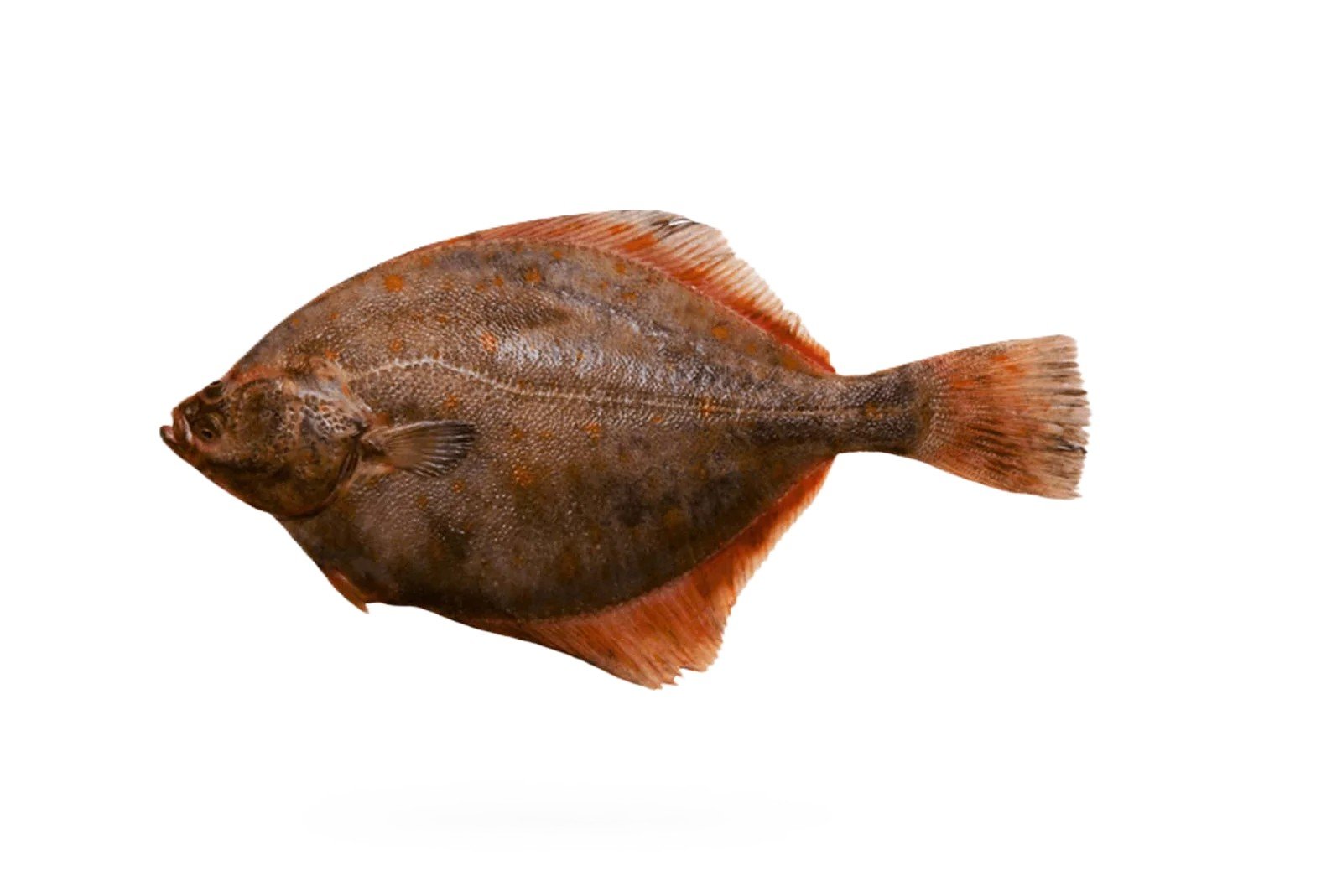 Hajjam (Halibut)