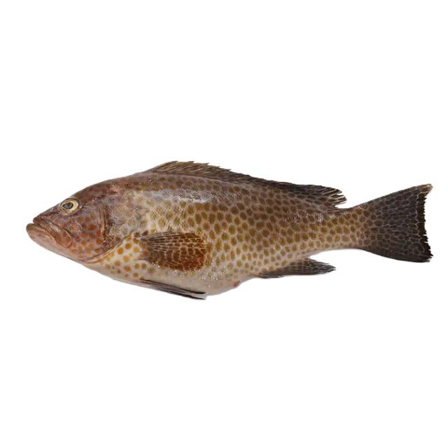 Ghissar (Hamour)