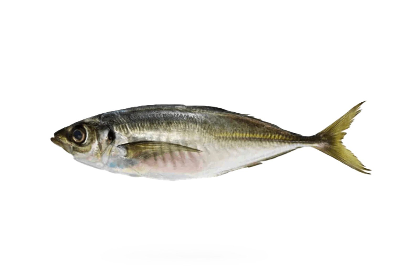 Kawwa (Horse Mackerel)