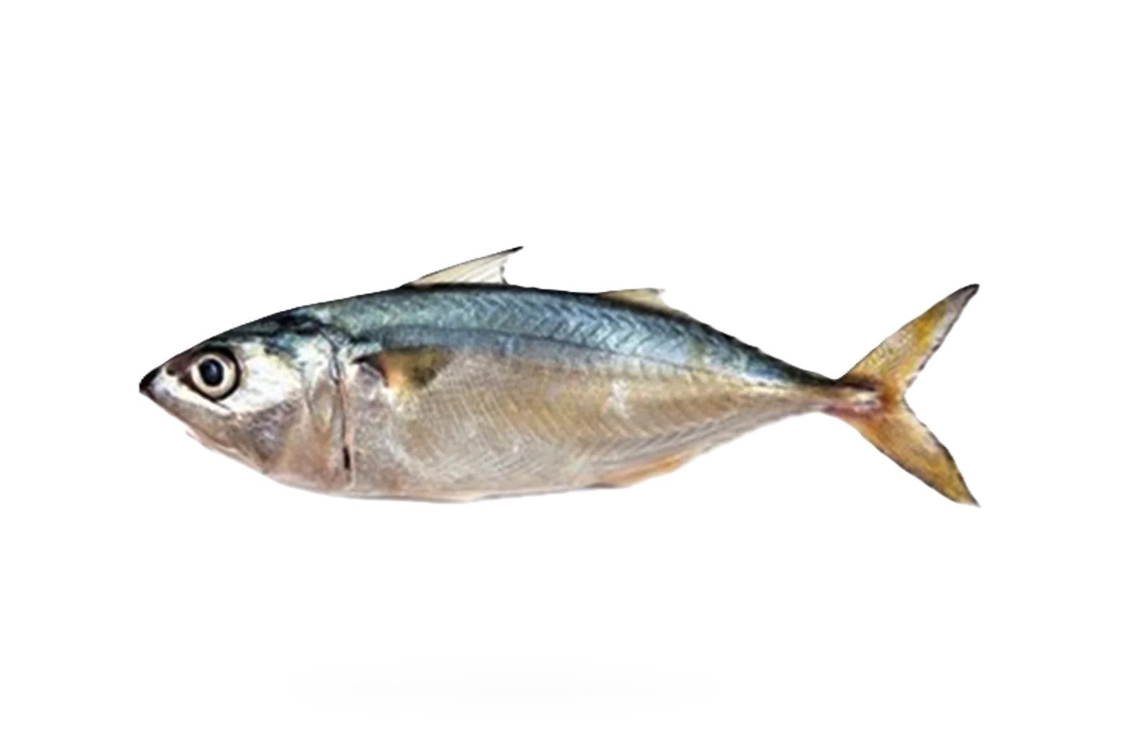 Bangda (Indian Mackerel)