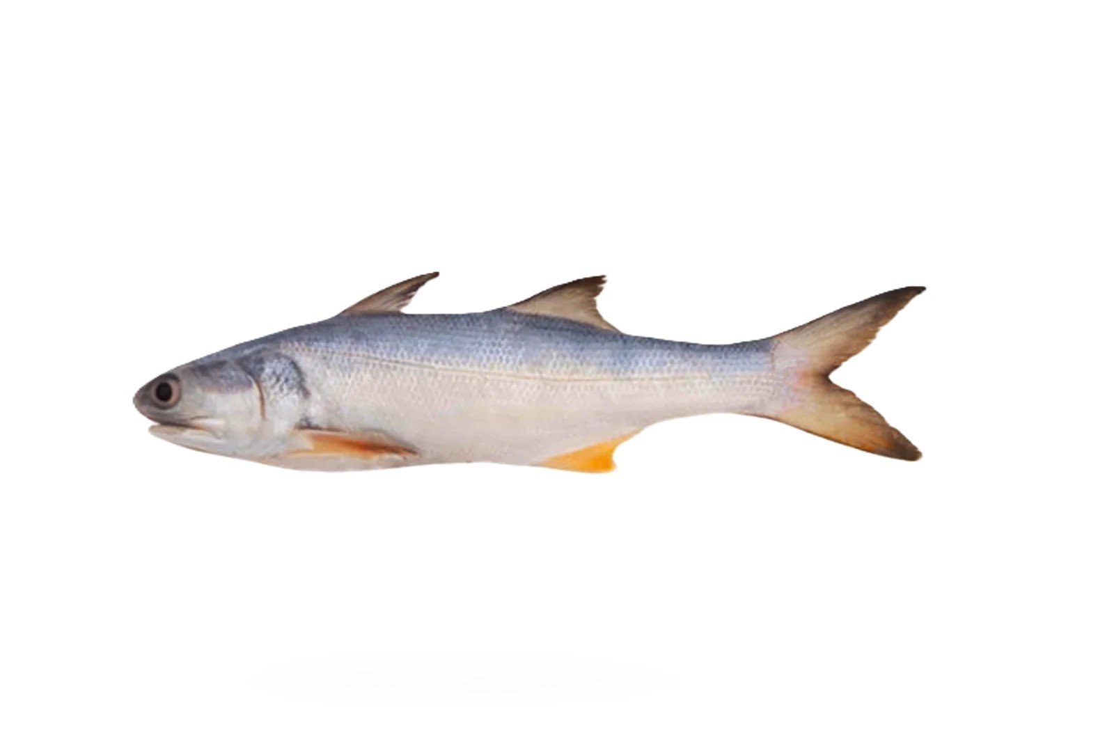 Rawans (Indian Salmon)