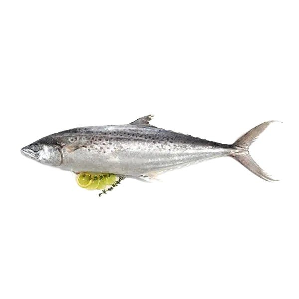 Surmai (King Mackerel)