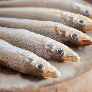Bhambore (Lady fish)