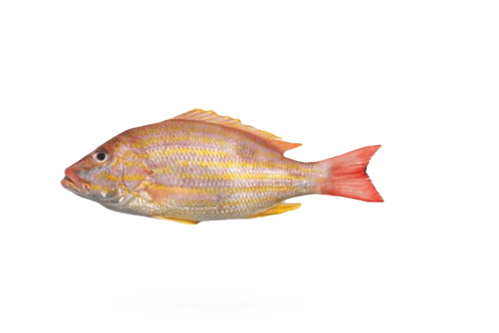 Kanulcha Chayan (Lane Snapper)