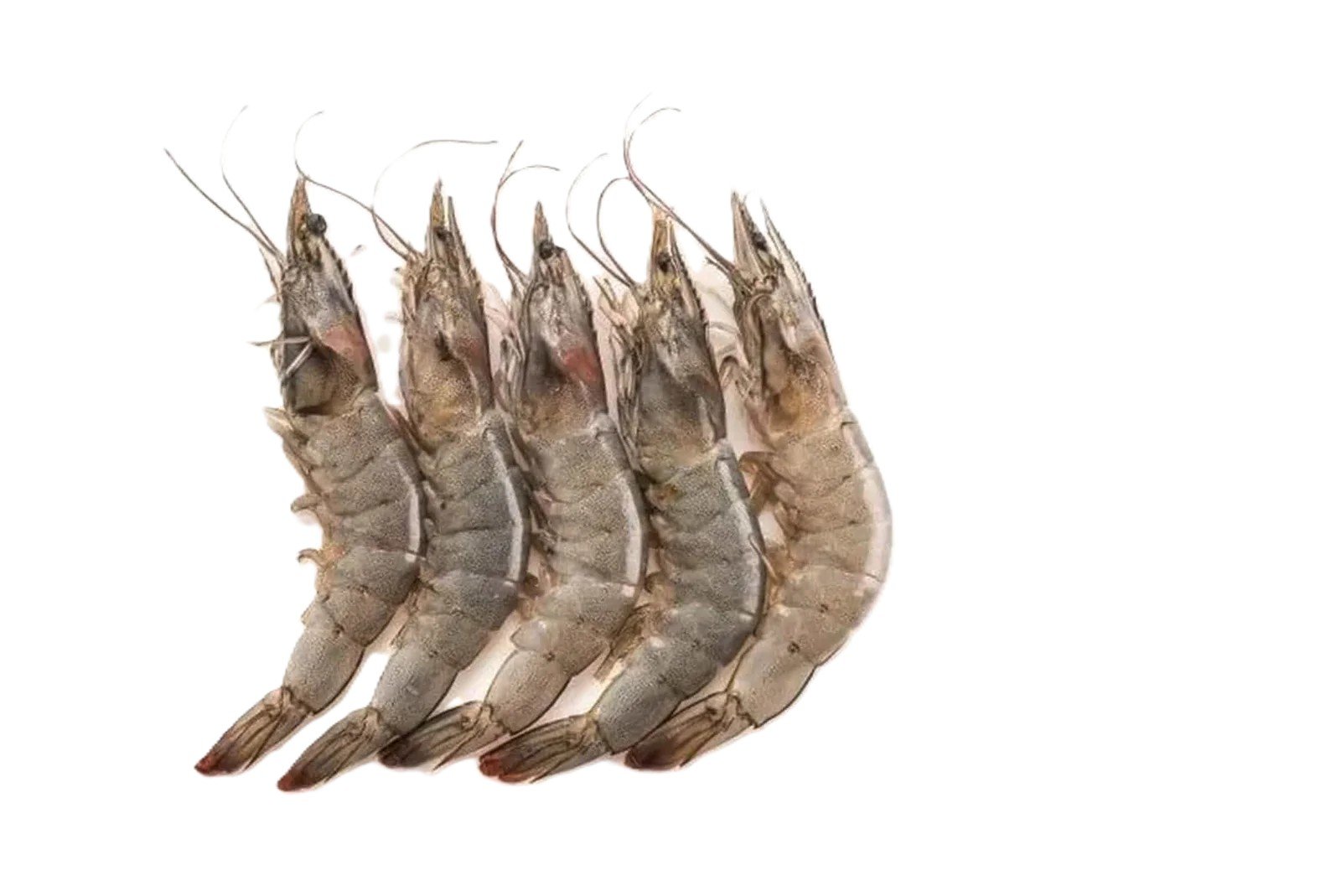 Large Prawns (Jheenga)