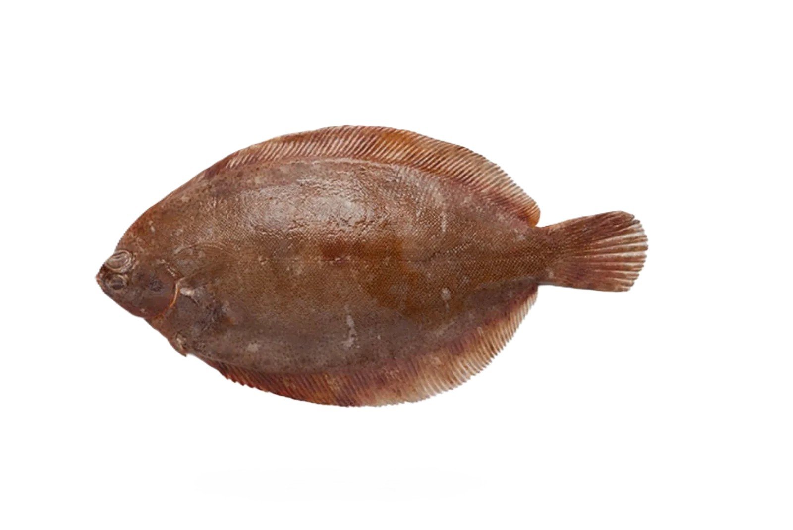 Sole (Lemon Sole)