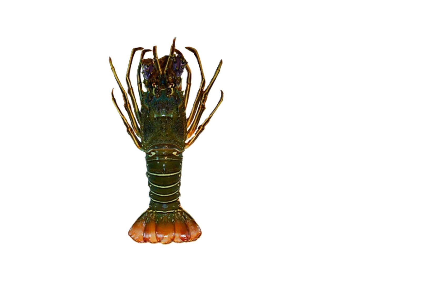 Lobster