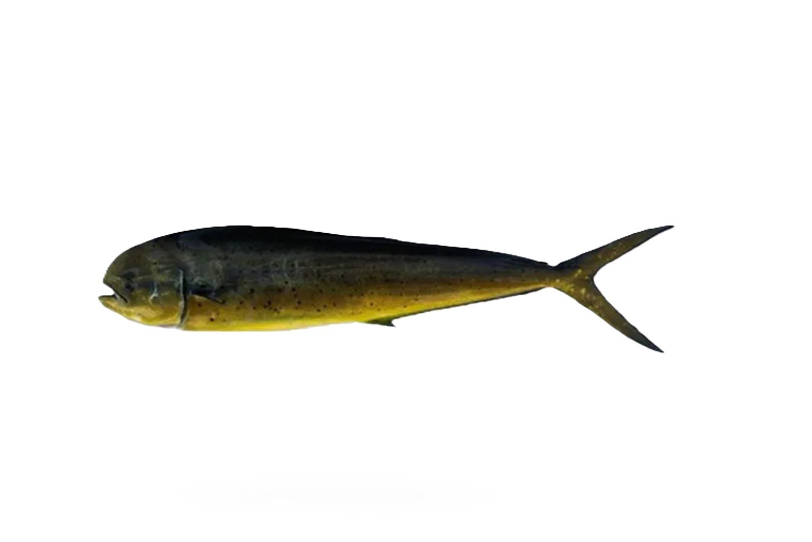 Amloshk (Mahi Mahi)