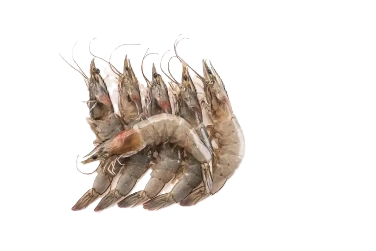 Medium Prawns (Jheenga)