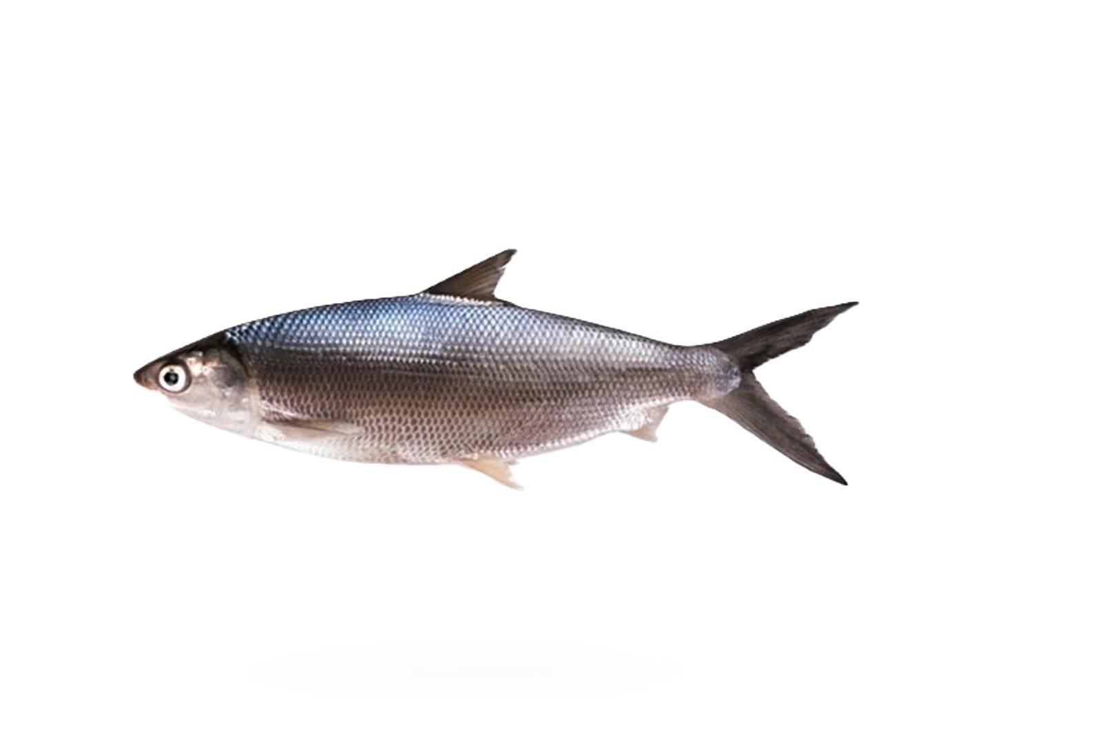 Sulemani (Milk Fish)
