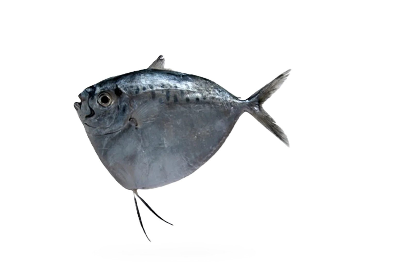 Chandni Chand Paplet (Moonfish)