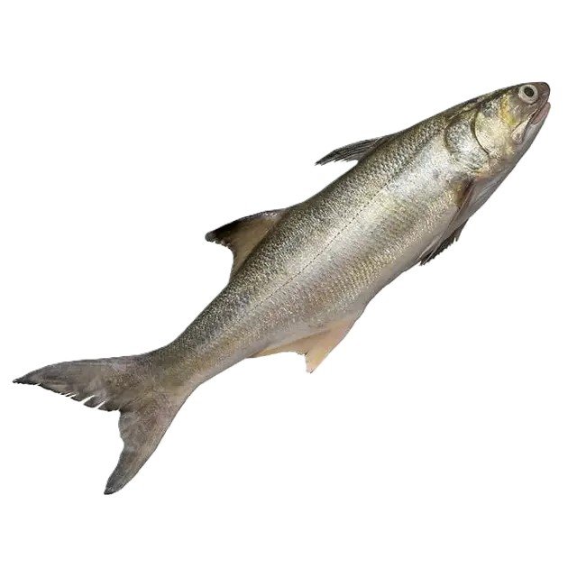 Rawans (Pakistani Salmon)
