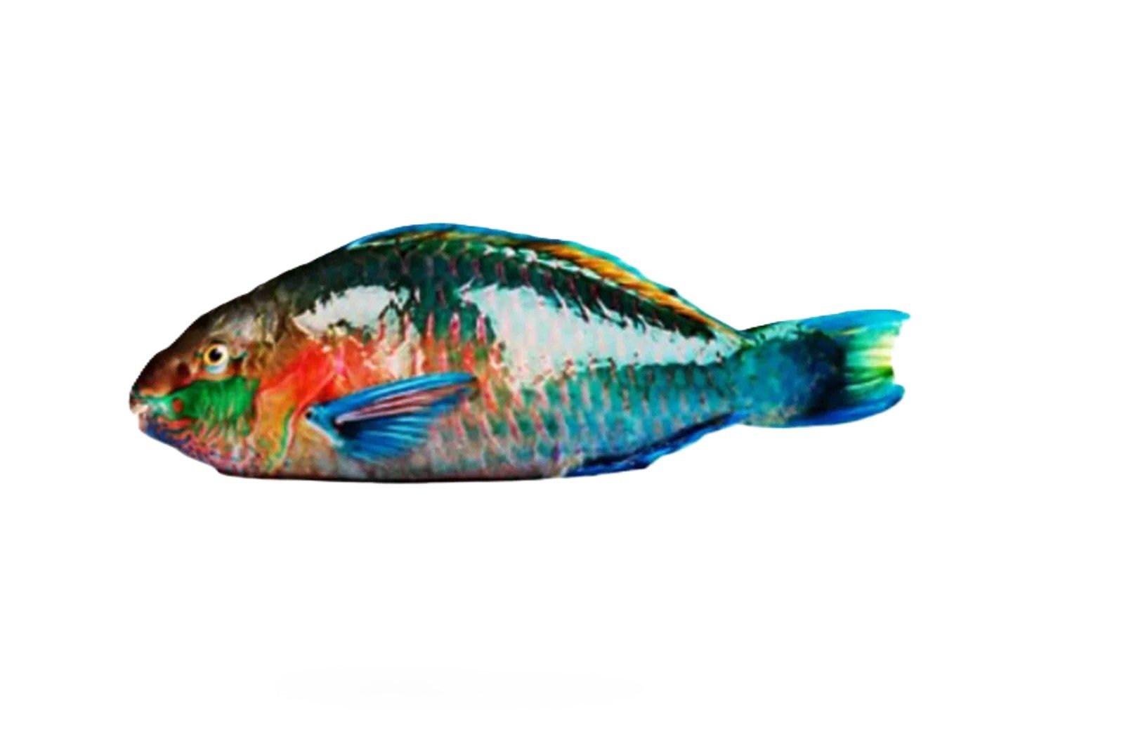 Hareed (Parrot Fish)