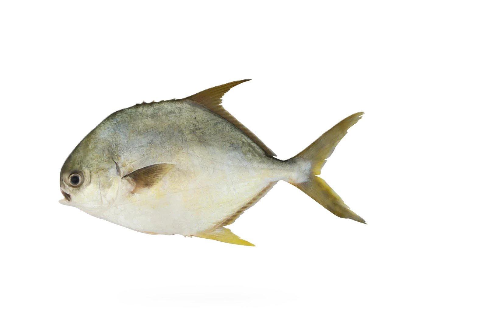 Sonaf (Pompano)