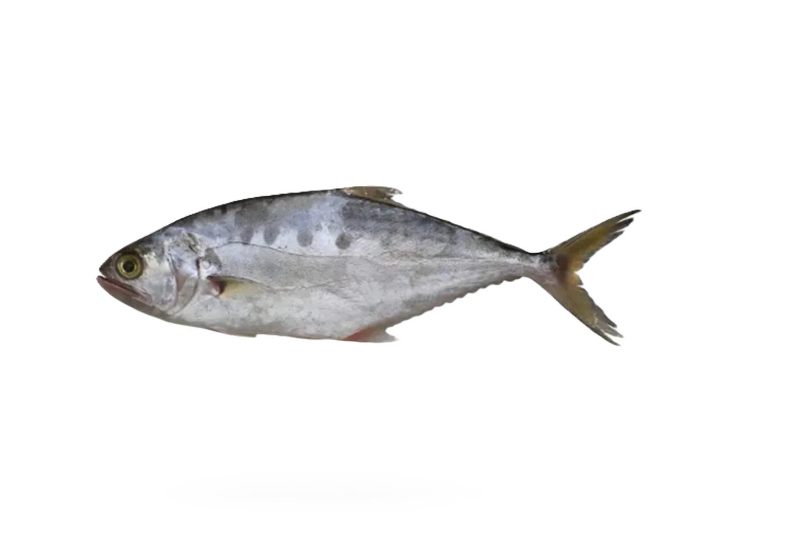 Saram (Queen Fish)