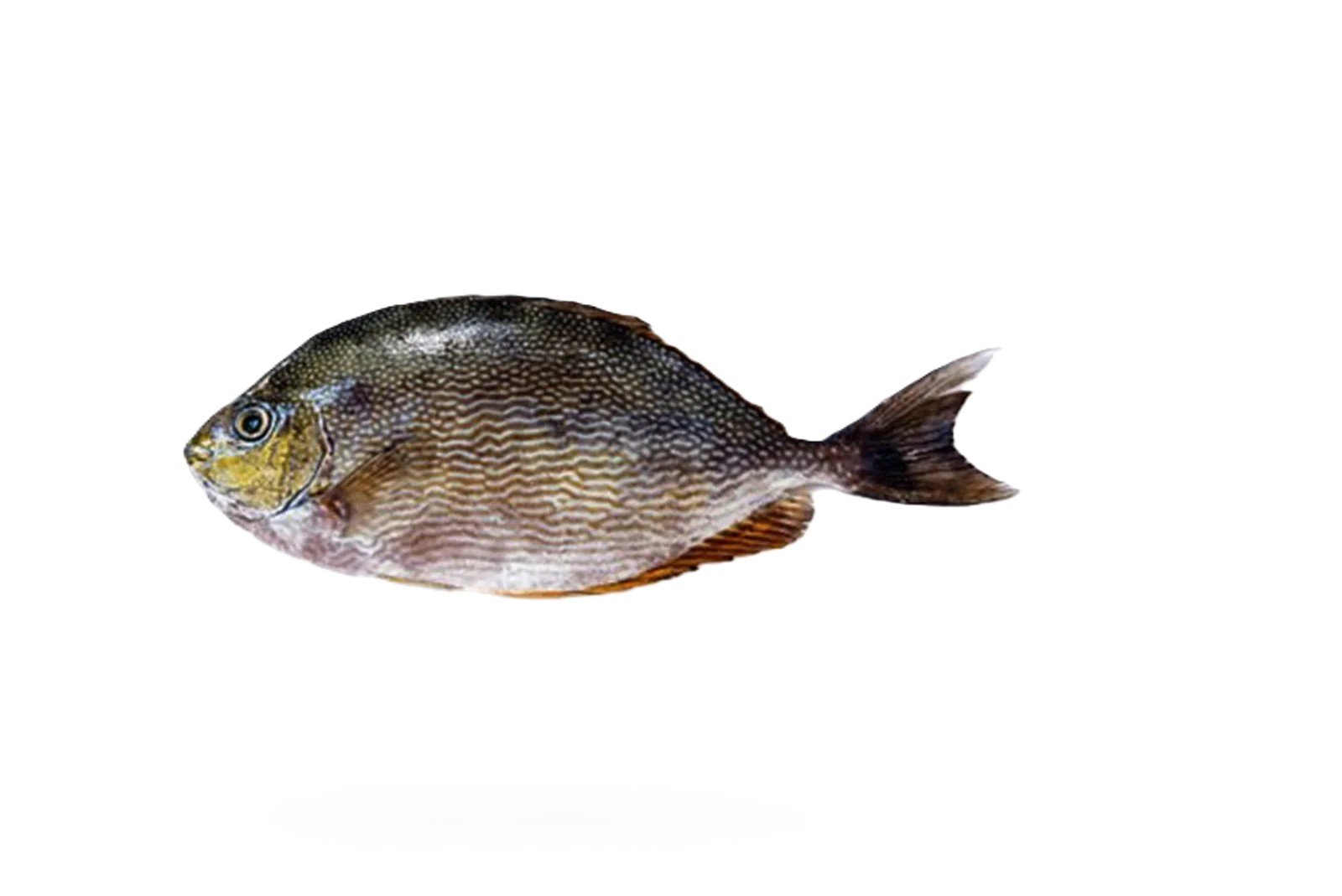 Safi (Rabbit Fish)