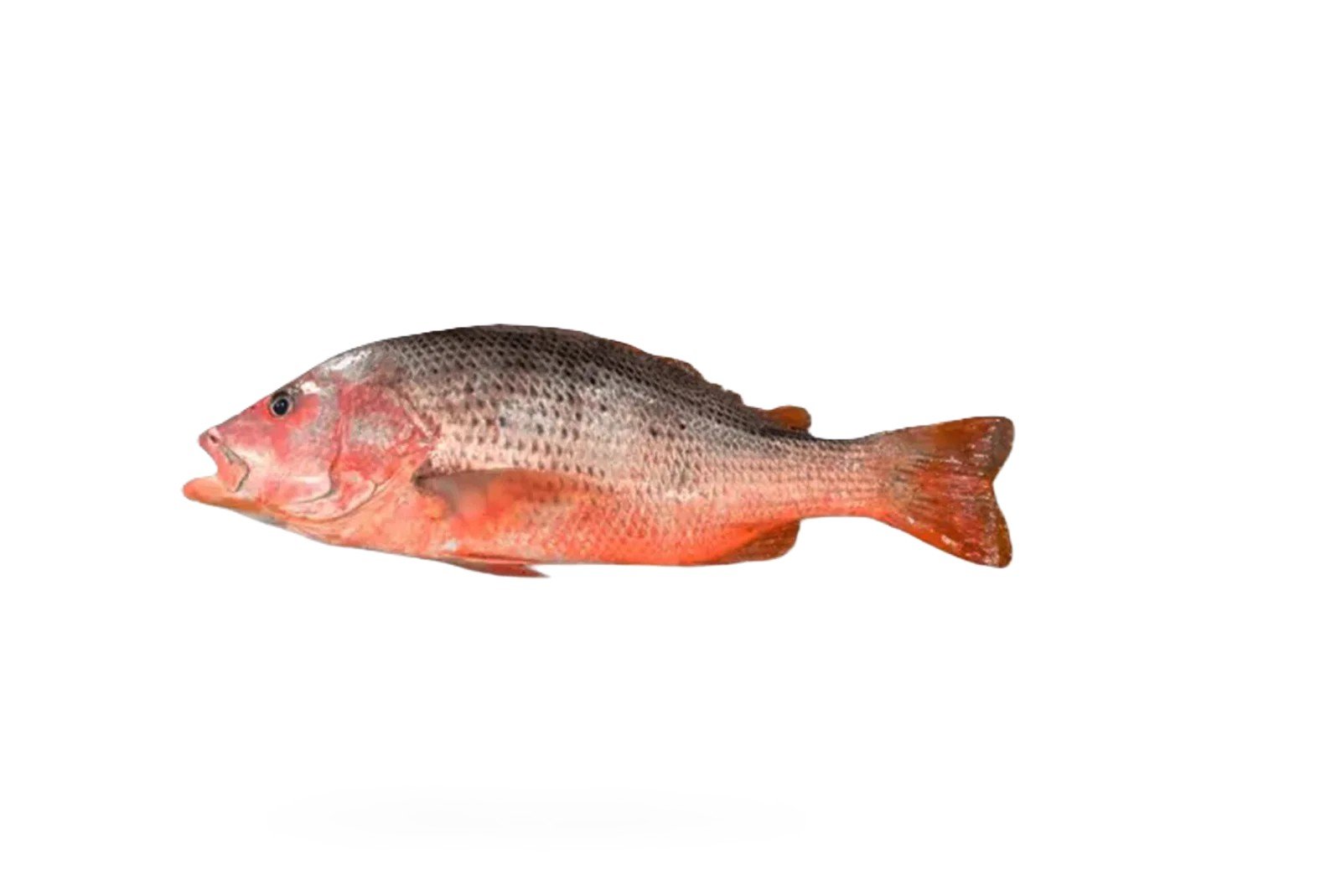 Heera (Red Snapper)