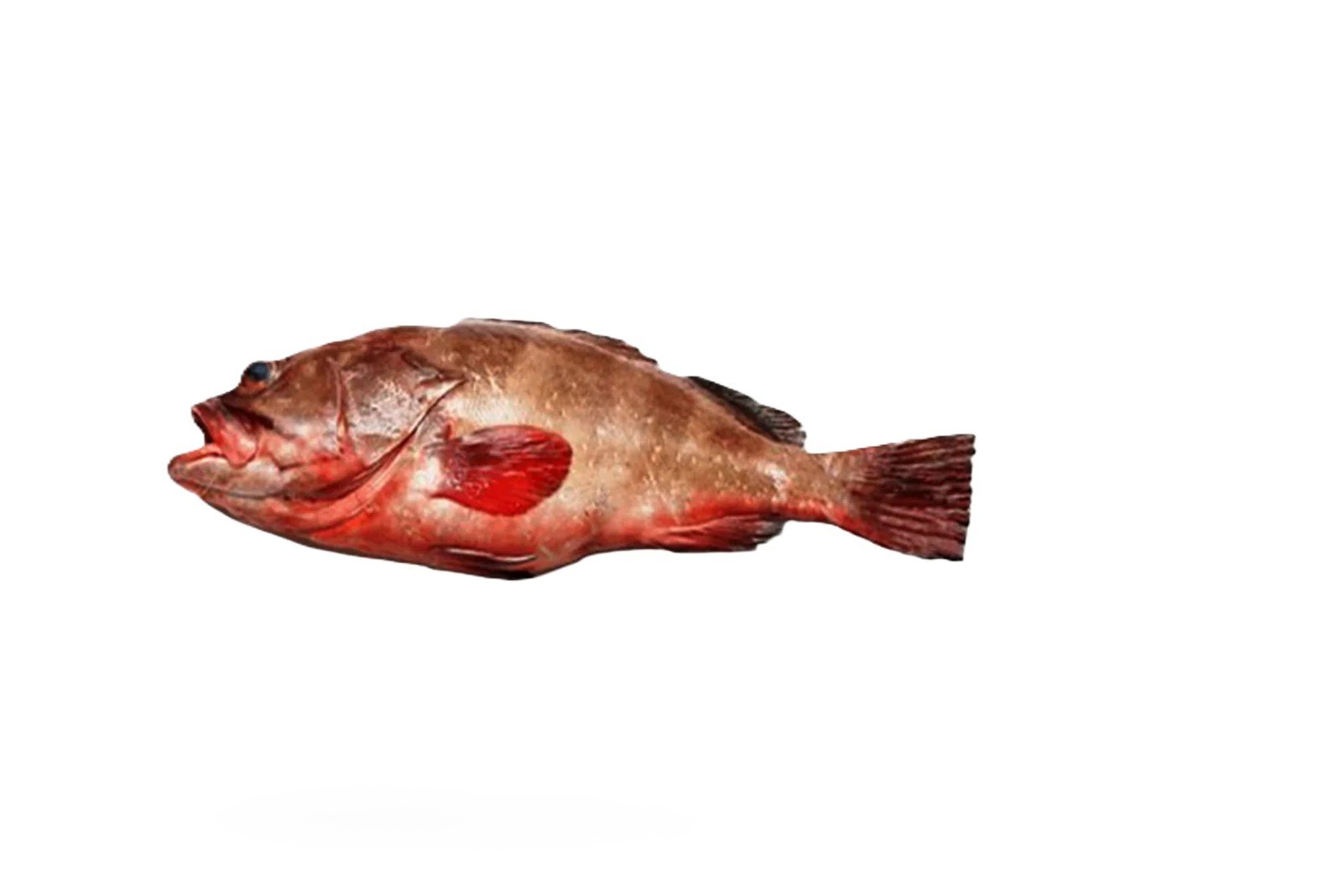 Daama (Reef Cod)