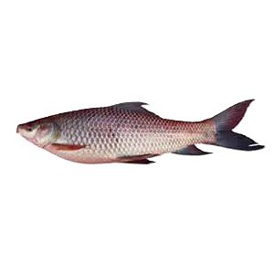 Rohu Fish