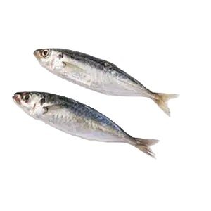 Luar (Sardine)