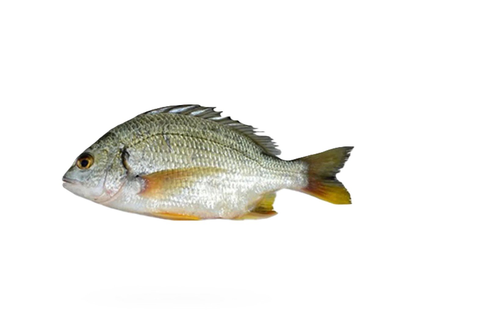 Safaid Dandia (Seabream)