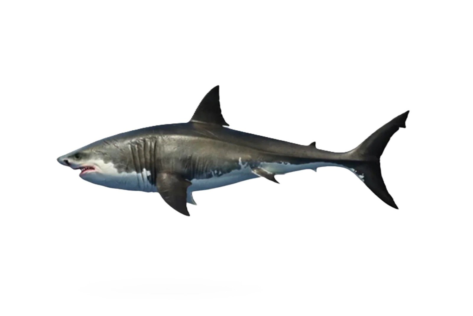 Mangra (Shark)