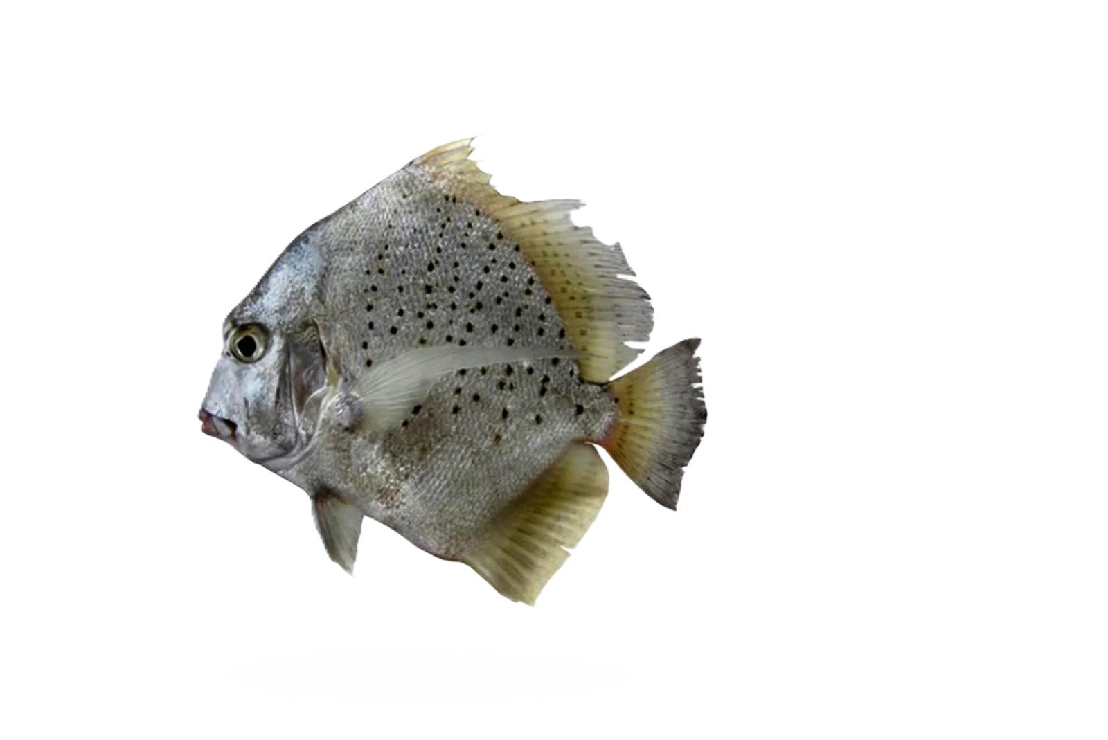 Jalebi (Spotted Sicklefish)