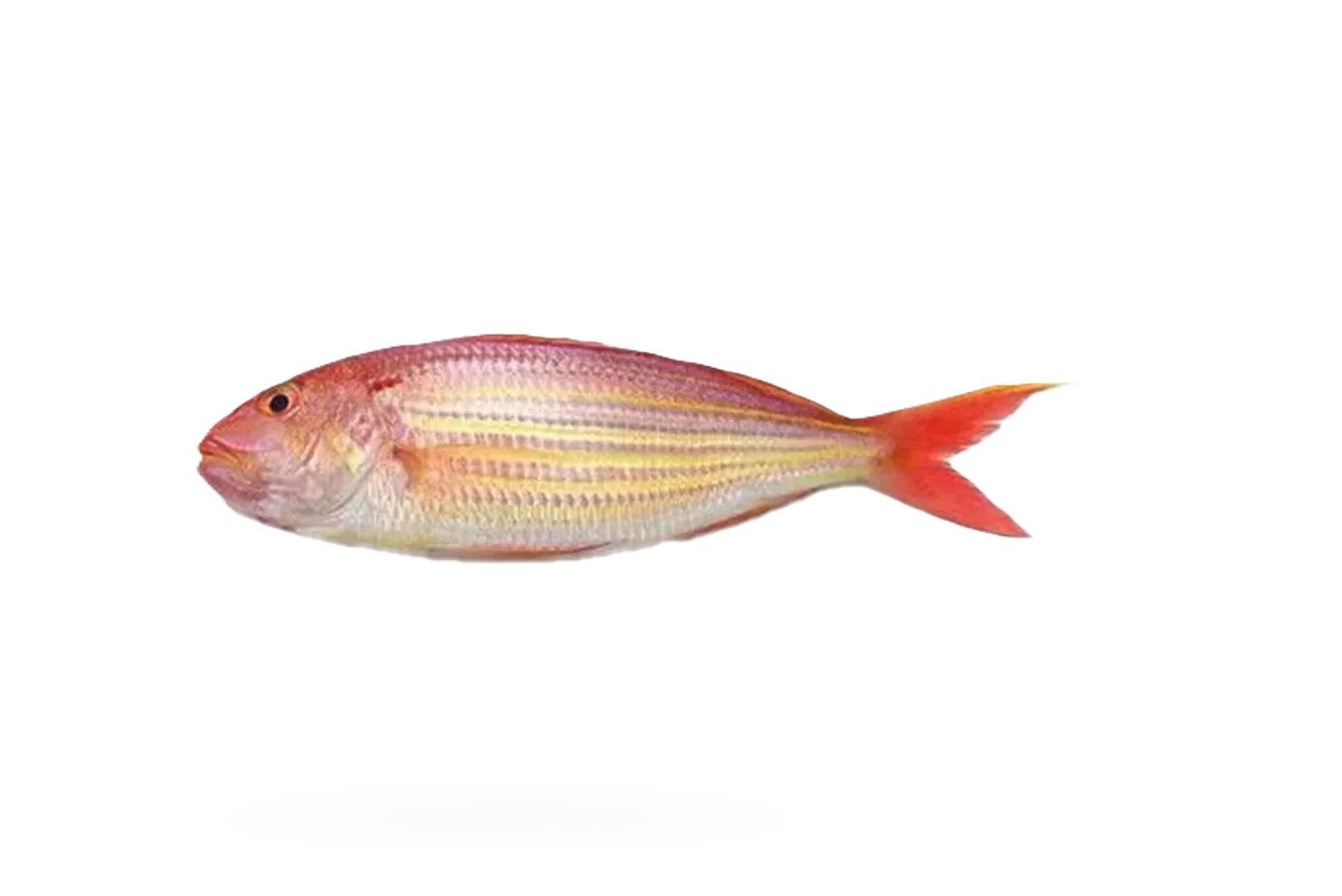 Chakori (Threadfin Bream)