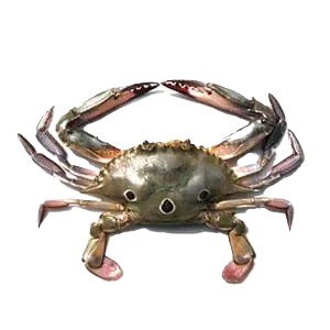 Tikari Crab (Three Spot Crab)