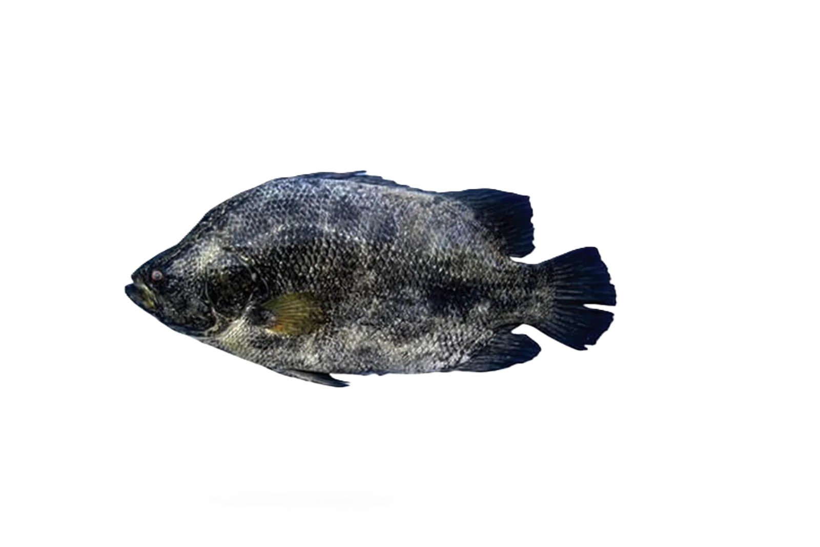 Dai (Tripletail)